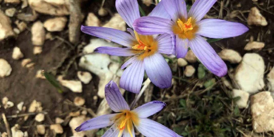 Toros Dağları’ndan Avrupa pazarına yolculuk yapıyor: Bakanlık izni dışında toplanması yasak! 9